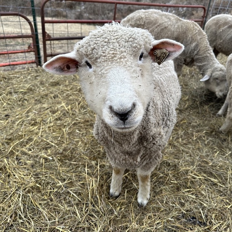 Cho, the ewe, looking at camera