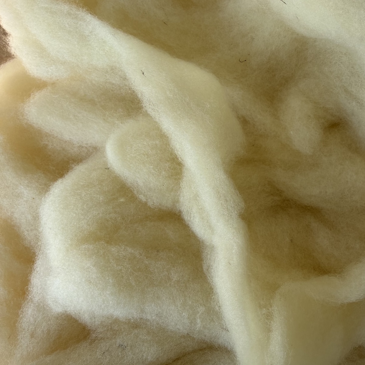 Twisted Oaks, 100% Corriedale roving, undyed